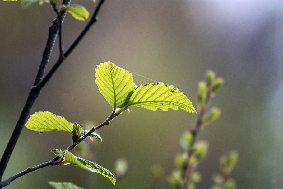 plant, veins, vase, pottery, jar, potted plant, green, bud HD wallpaper
