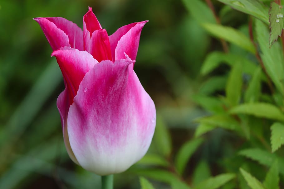 tulip, pink, white, tulpenbluete, closed, to, petals, tulipa, HD wallpaper