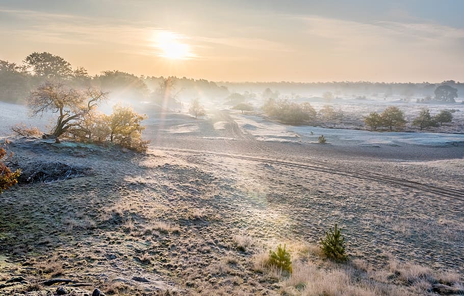 dunes, dry, nature, sand, sunrise, ripe, winter, plant, beauty in nature HD wallpaper