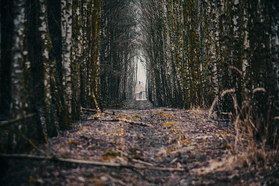 tree, forest, branch, nature, spacer, the environment, peace of mind HD wallpaper