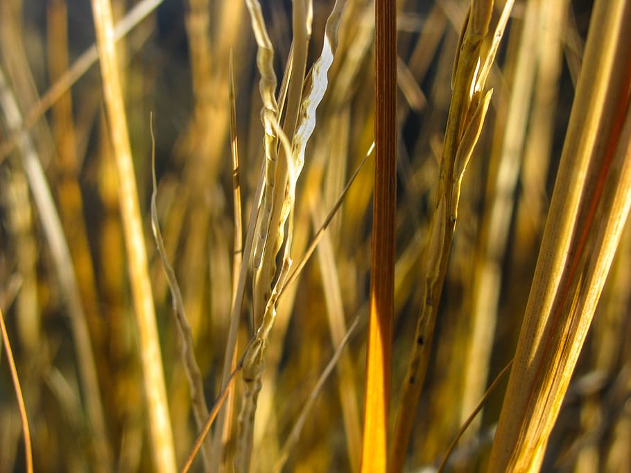 plants, wheat, agriculture, crop, cereal plant, growth, field HD wallpaper