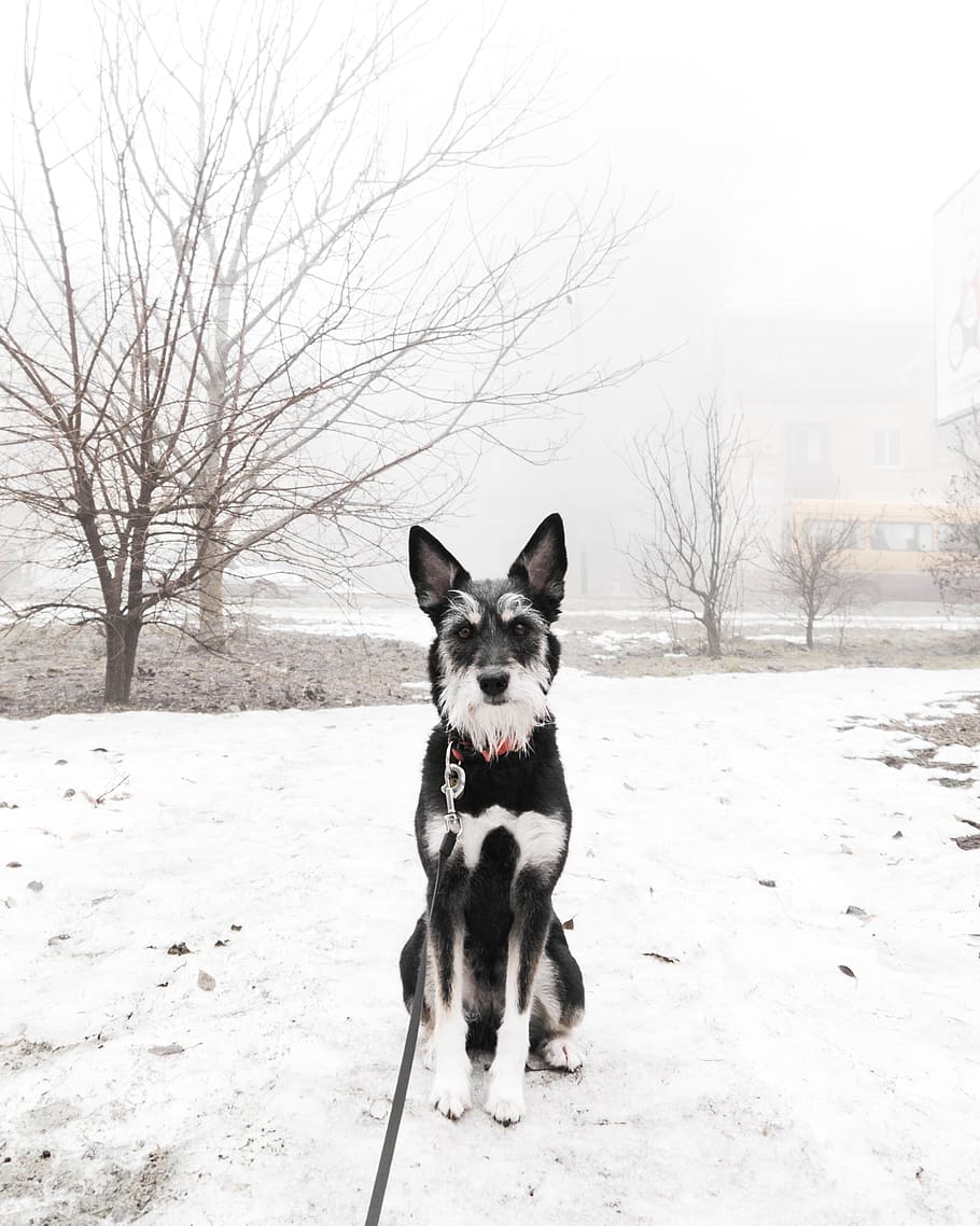 animal, pet, dog, mammal, canine, nature, outdoors, snow, ukraine, HD wallpaper