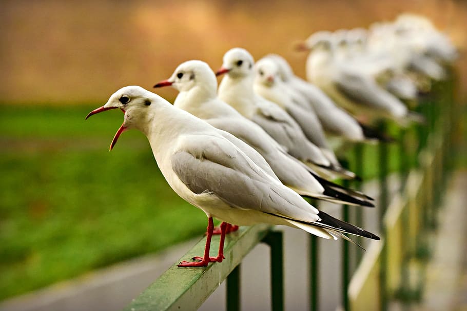seagull, sea bird, beak, open, plumage, standing, row, bridge rail HD wallpaper