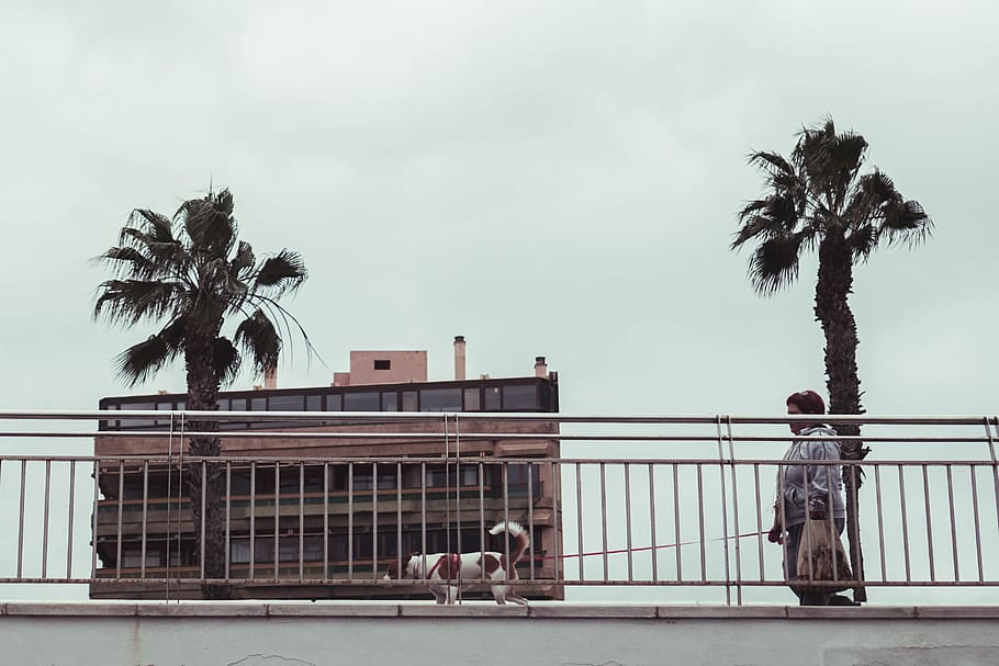 green palm tree, plant, arecaceae, person, human, spain, las palmas de gran canaria HD wallpaper
