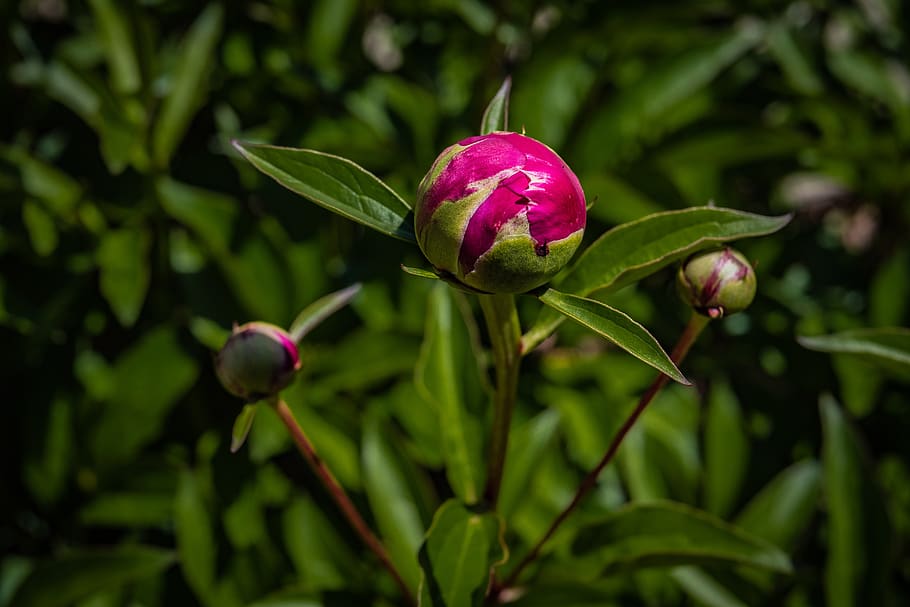 peony, bud, flower, red, spring, plant, freshness, growth, flowering plant HD wallpaper