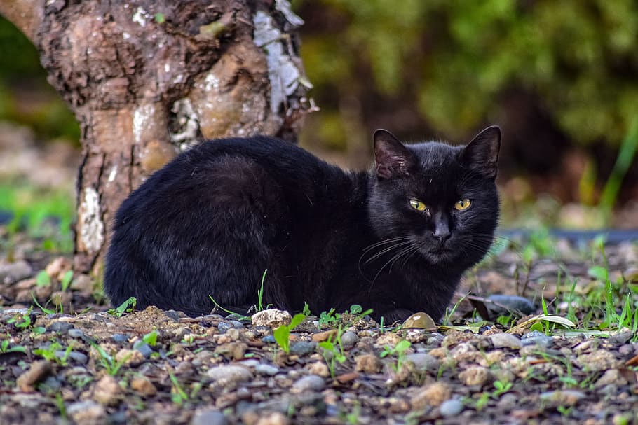 cat, stray, animal, curious, suspicious, homeless, sitting HD wallpaper