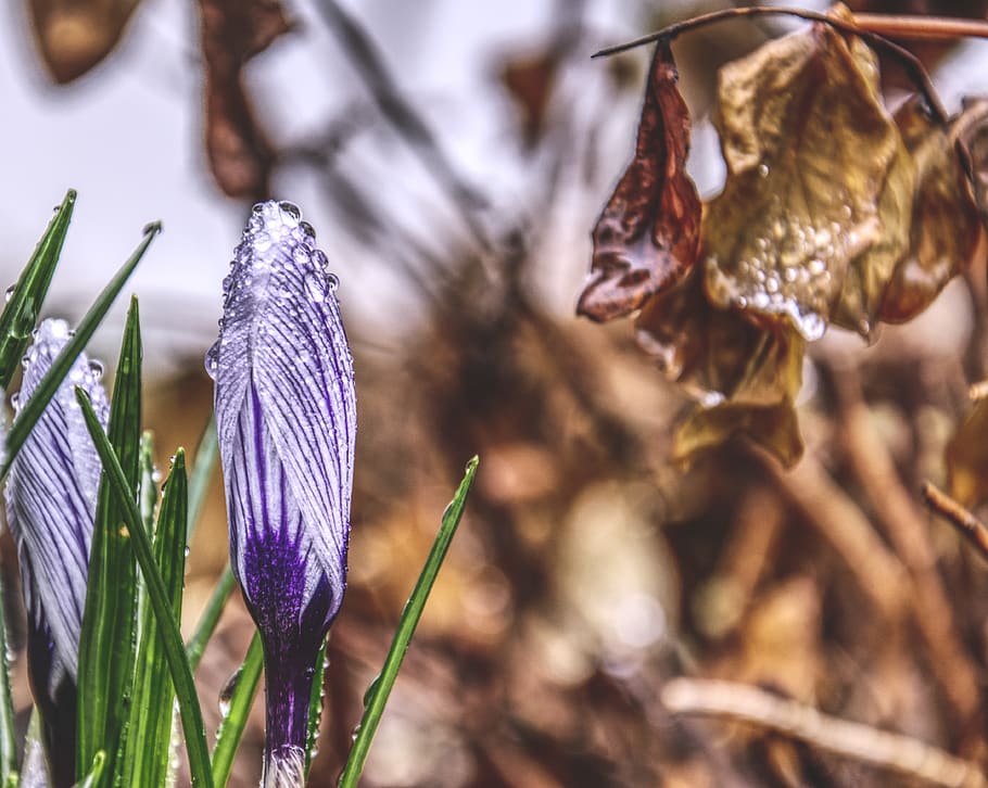 crocus, hdr, spring, winter, snow, cold, rain, water, leaf HD wallpaper