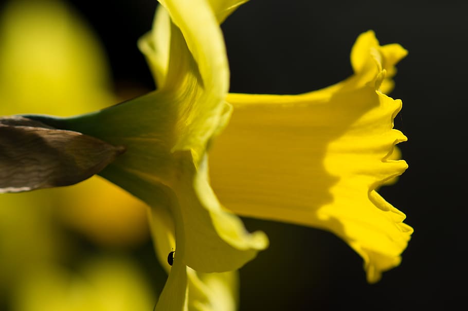 germany, gröbenzell, spring, yellow, flowers, daffodil, close-up HD wallpaper