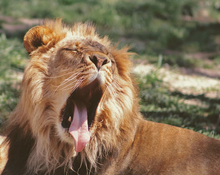 lying lion yawning, mammal, wildlife, animal, mouth, lip, teeth HD wallpaper