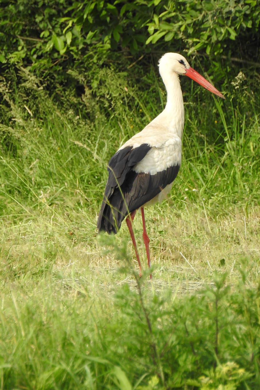 stork, spring, white stork, nature, meadow, grass, at the court of HD wallpaper