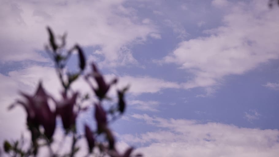 sky, nature, flowers, cloud, cloud - sky, plant, beauty in nature HD wallpaper