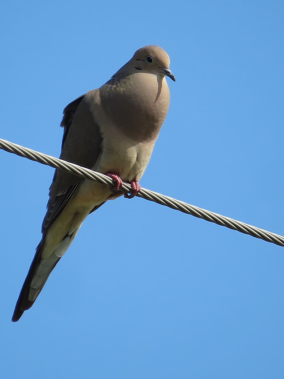 dove, bird, singing, pigeon, nature, feathers, wildlife, pigeons HD wallpaper