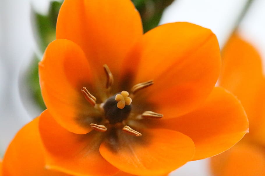 blossom, bloom, orange, spring, nature, garden, early bloomer HD wallpaper