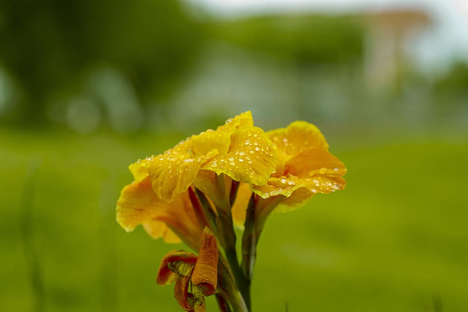 flower, nature, spring, plant, garden, romantic, beauty, vulnerability HD wallpaper
