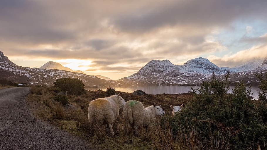 three white sheep near road, mountain, nature, animal, alps, outdoors HD wallpaper