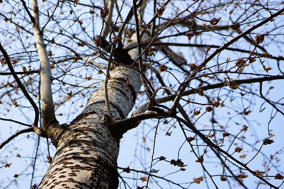plant, tree, animal, bird, tree trunk, birch, fir, abies, diamond HD wallpaper