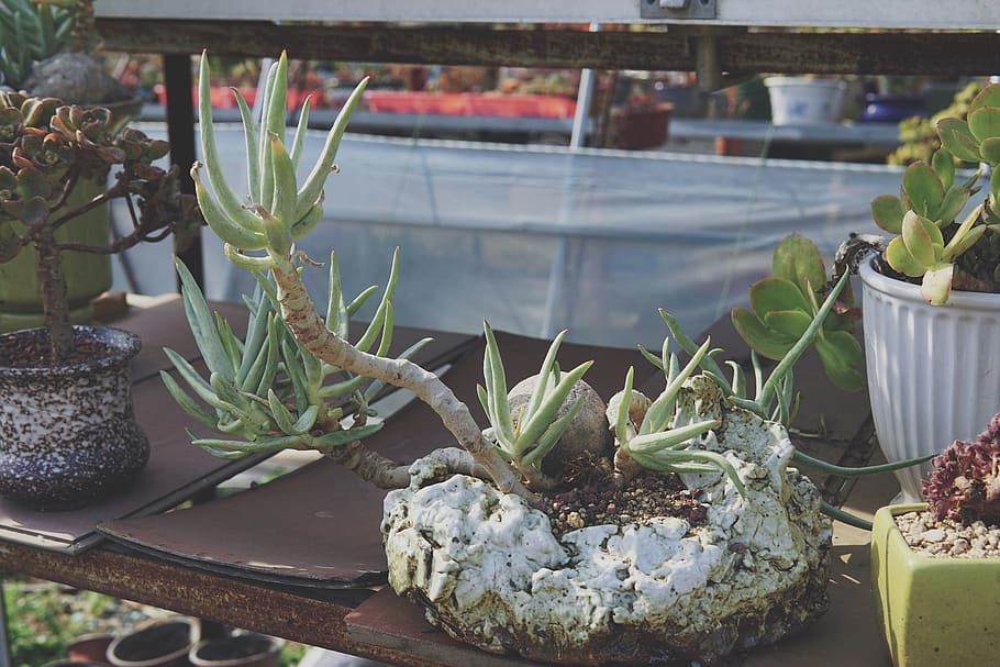 plant, potted plant, growth, no people, day, nature, succulent plant HD wallpaper