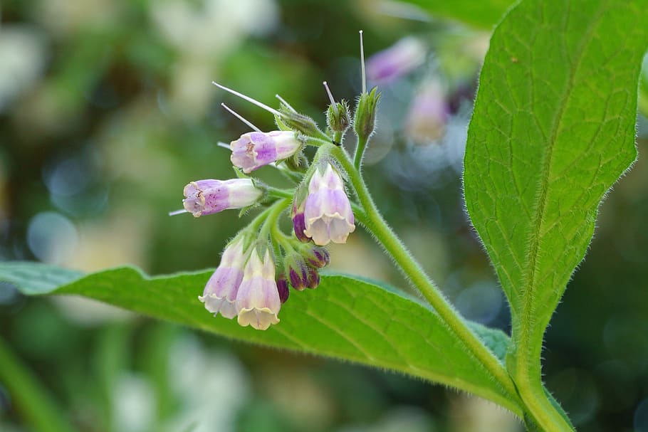 Comfrey is a perennial herb native to Europe. The typical 2-3½ feet tall plants produce blue, pink, purple, or white bell-shaped flowers and large leaves throughout the summer, with the first flowers opening in late April or early May. Comfrey shout not be used internally. However, comfrey is a source of Allantoin which is often found as an ingredient in skin care preparations. Comfrey is also known by the names �knitbone,�� �slippery root,�� �bruisewort,�� and �blackwort.��