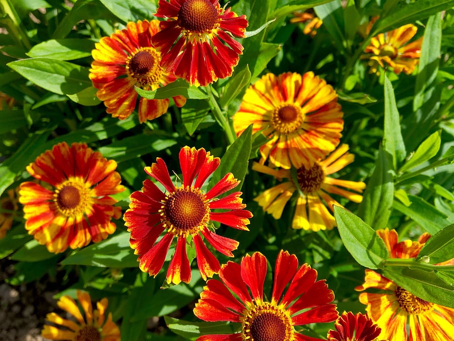 flower, flora, garden, red, yellow, late summer, autumn, flowers HD wallpaper