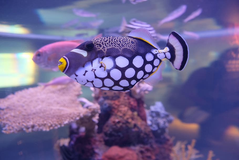 white, blue, and yellow fish, animal themes, animal wildlife HD wallpaper