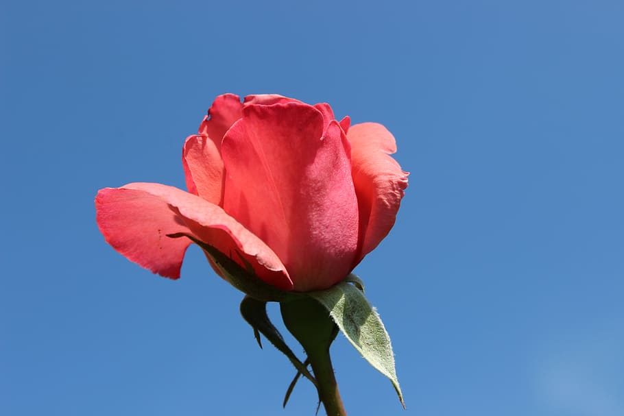 rose, sky, blue, red, blossom, bud, flower, flowering plant, HD wallpaper