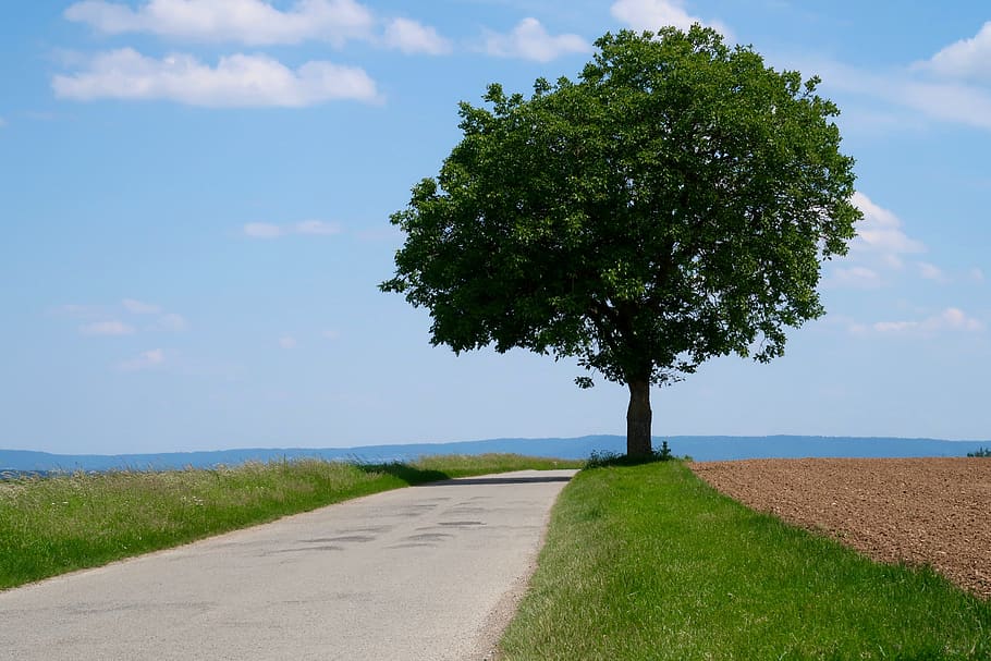 tree, lane, landscape, away, sky, field, promenade, path, hiking HD wallpaper