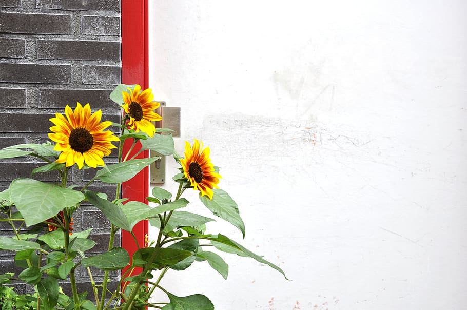 netherlands, amsterdam, door, wall, sunflowers, nature, urban HD wallpaper
