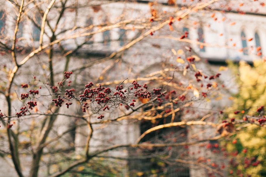 Selective Focus Photography Of Tree Branch, branches, macro, plant HD wallpaper