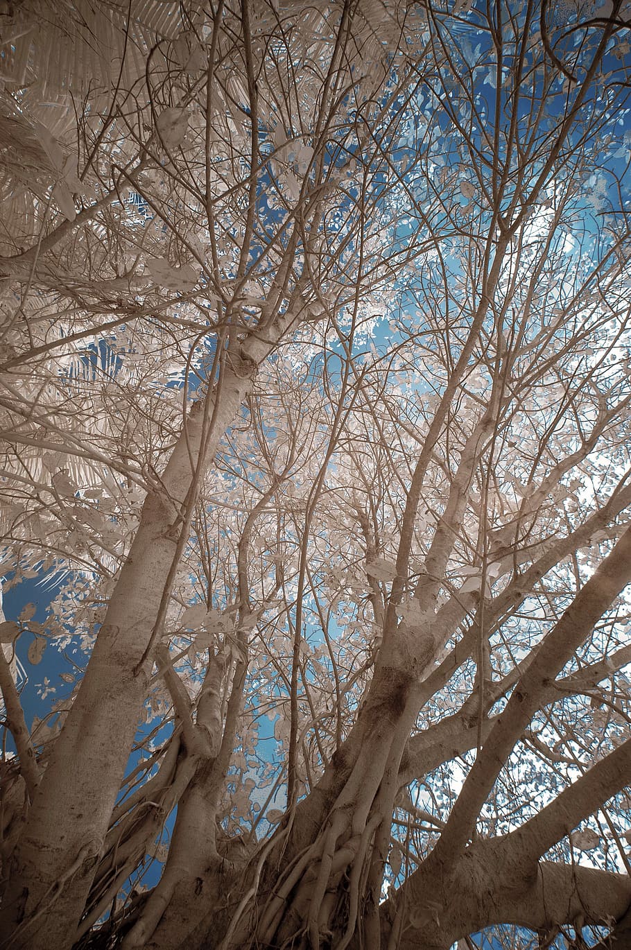 tree, bare tree, plant, branch, trunk, tree trunk, low angle view HD wallpaper