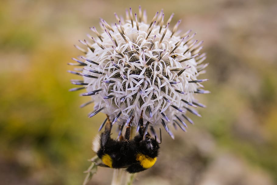 bumble bee perched on dandelion flower, invertebrate, insect