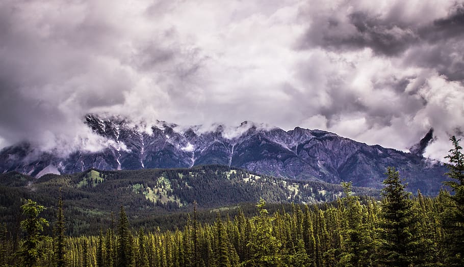 mountain ranges, tree, plant, abies, fir, outdoors, nature, conifer HD wallpaper
