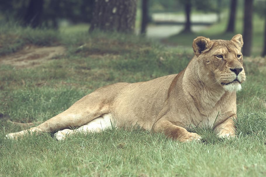 lioness lying on grass field, mammal, animal themes, lion - feline HD wallpaper