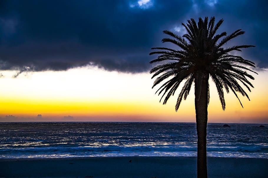 Silhouette of Tree Near Shore, beach, dark clouds, dawn, exotic HD wallpaper