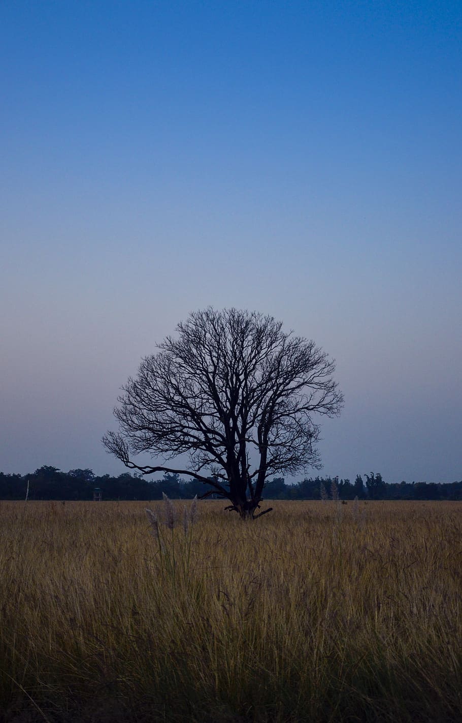 bare tree during daytime, plant, nature, outdoors, tree trunk HD wallpaper