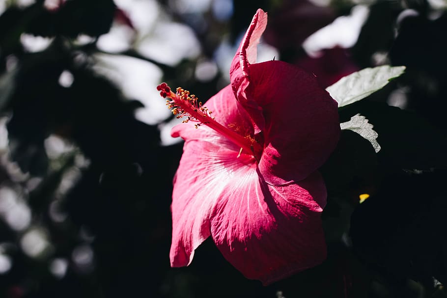 hawaii, flower, flowering plant, fragility, vulnerability, freshness HD wallpaper