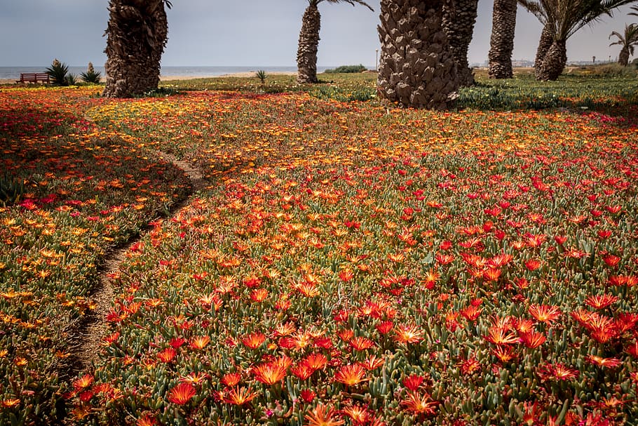 plant, tree, tree trunk, flower, blossom, field, poppy, pottery HD wallpaper