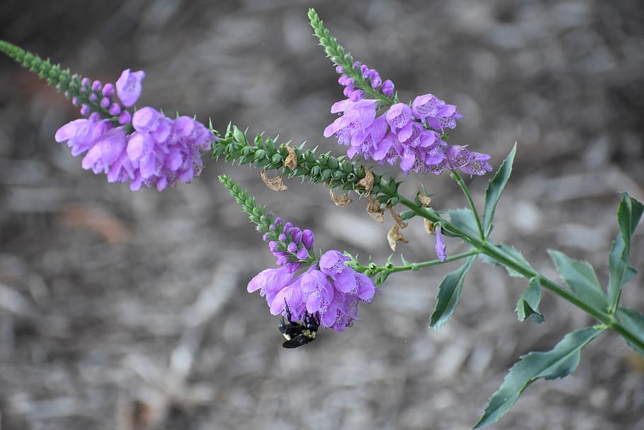 bee, flower, pollen, bloom, garden, spring, lavender, plant HD wallpaper