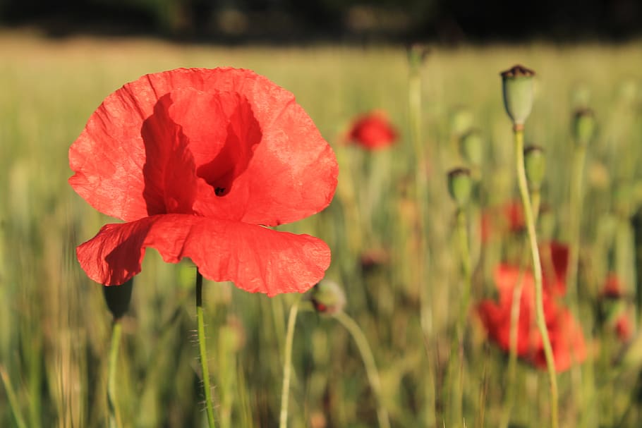 flowering plant, beauty in nature, fragility, petal, freshness HD wallpaper