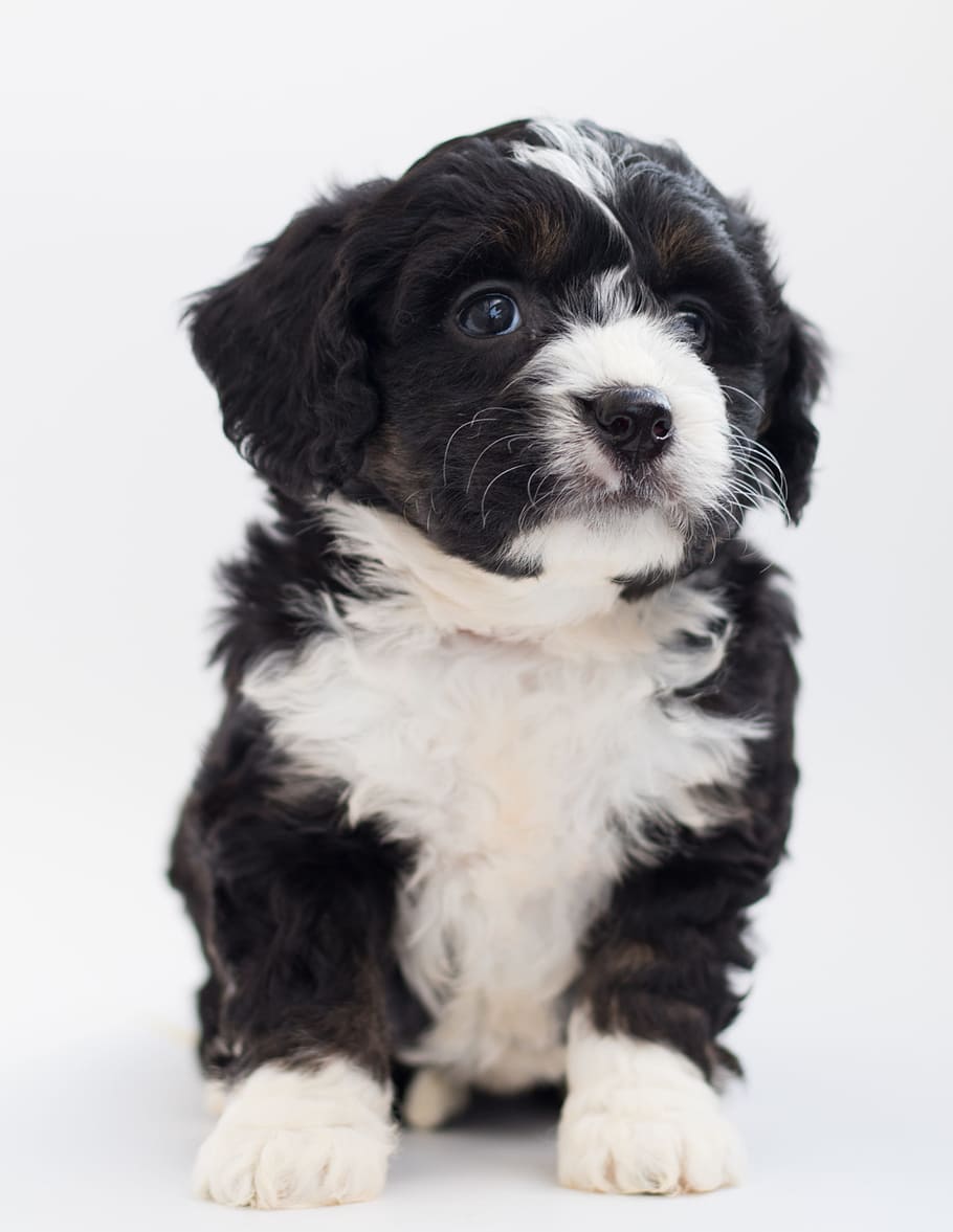 White and Black Maltese Puppy, adorable, animal, bernedoodle, HD wallpaper
