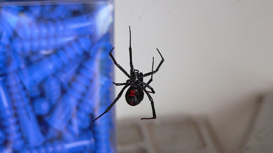 black, widow, spider, insect, nature, animal, invertebrate HD wallpaper