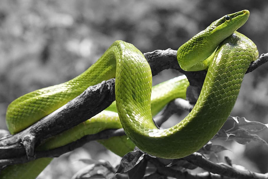 snake, reptile, grass snake, scale, color dash, green color HD wallpaper