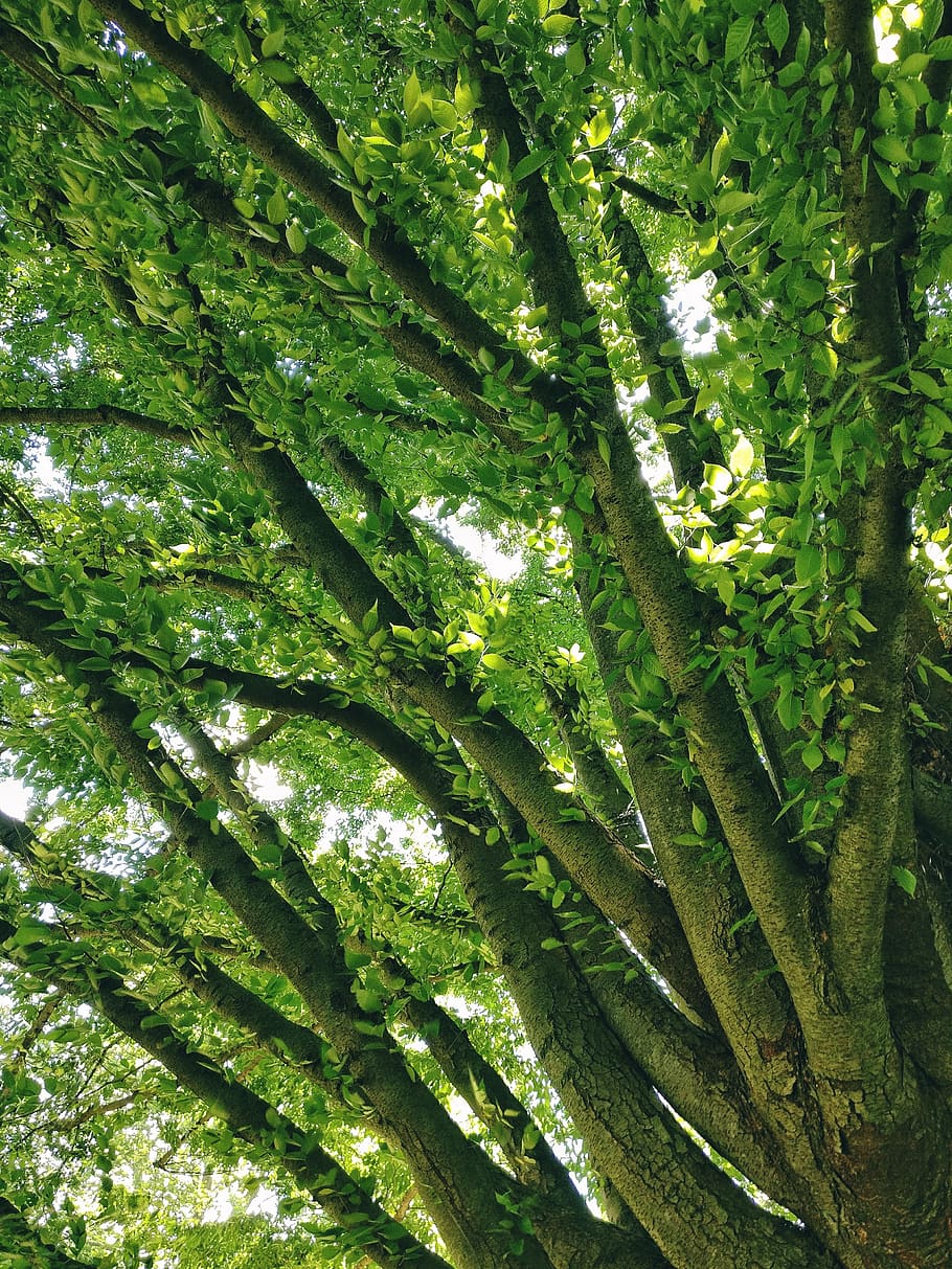 leaves, green, tree, green color, plant, growth, day, beauty in nature HD wallpaper