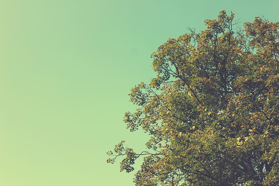 germany, plant, tree, sky, growth, clear sky, low angle view HD wallpaper