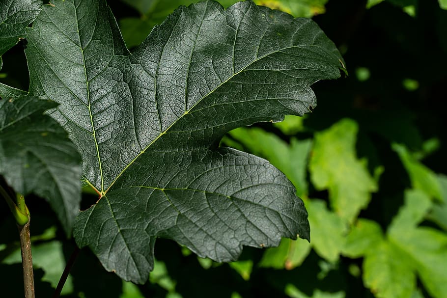 leaf, green, leaf structure, nature, fibers, close up, ecology HD wallpaper