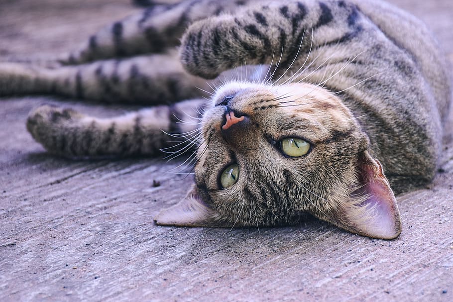 cat, pets, cute, sleep, animals, hair, mammal, one animal, animal themes HD wallpaper