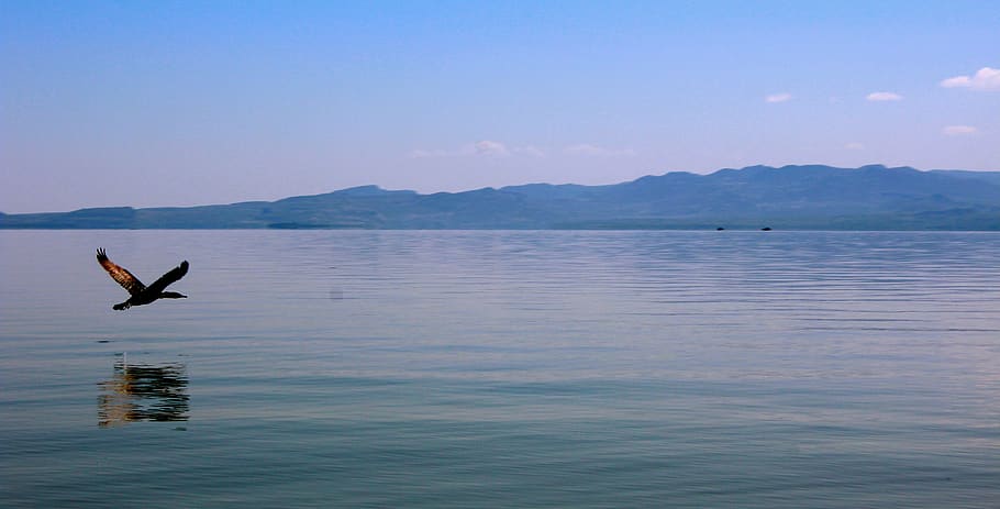 lake baringo, water, mountain, sky, animal, nature, animal themes HD wallpaper