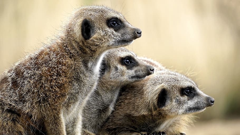 Brown Meercats, africa, animal, british, close-up, cute, domestic, HD wallpaper