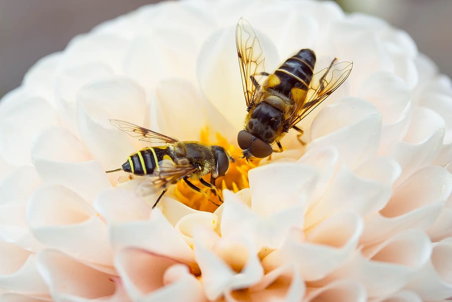 hover, fly, insect, animal, wild, nature, fresh, flower, fragrance HD wallpaper