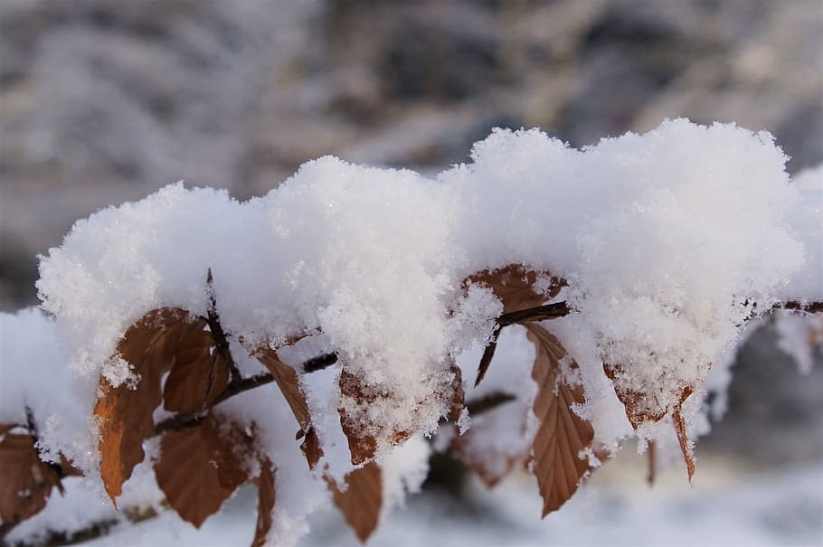 snow, winter, branch, cold, nature, cold temperature, frozen HD wallpaper