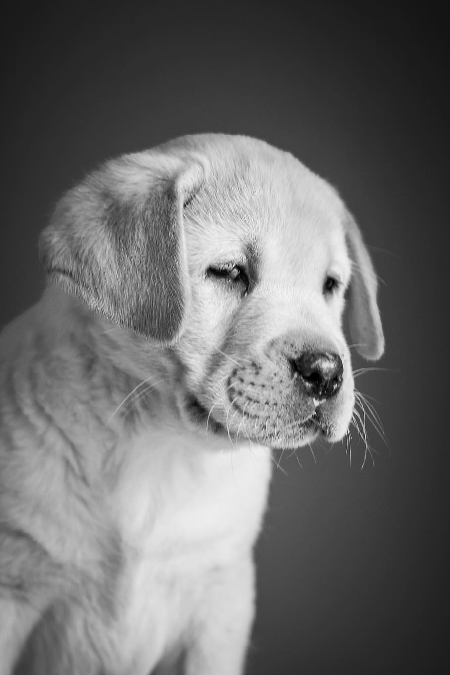 HD wallpaper: puppy, labrador, retriever, white, yellow, cute, background |  Wallpaper Flare